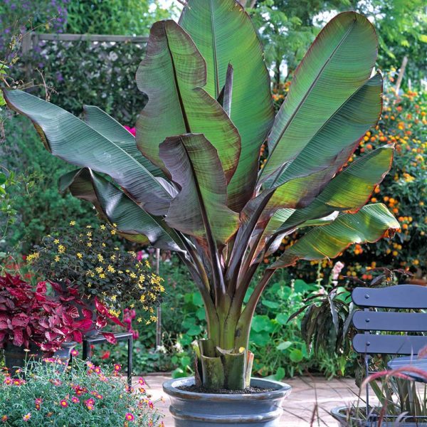 Ensete ventricosum ‘Maurelli’ (Decorative Banana) large, paddle-shaped leaves have a distinct midrib and red-tinged edges.