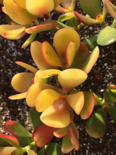 Crassula ‘New Sunset’ beautiful multicolour foliage that bears resemblance to each new morning. Leaves are dominantly yellow with bright red tips.