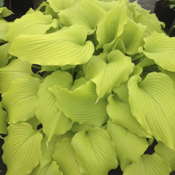 Hosta ‘Dancing Queen’ remarkably yellow foliage with mesmerizing veins and pie crust-shaped leaf margins. Photo Courtesy of Walters Gardens, Inc