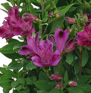 Alstroemeria micro Inca ‘Replay’ stunning deep pink flowers with speckled yellow centres. Photo courtesy of Ball Seed.