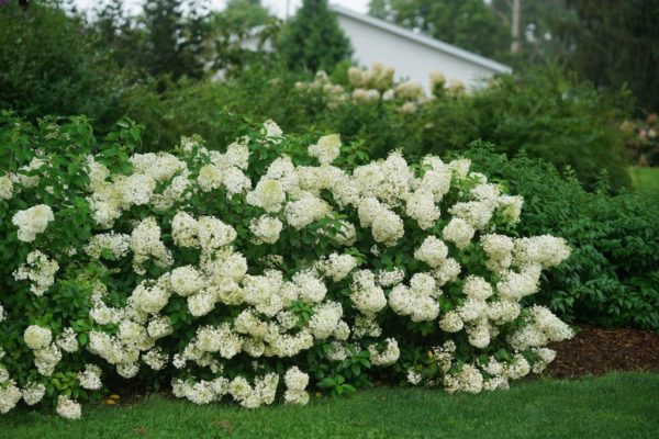 ‘Bobo®’ panicle hydrangea hedge in summer bloom showing the compact mound with many large white flowers