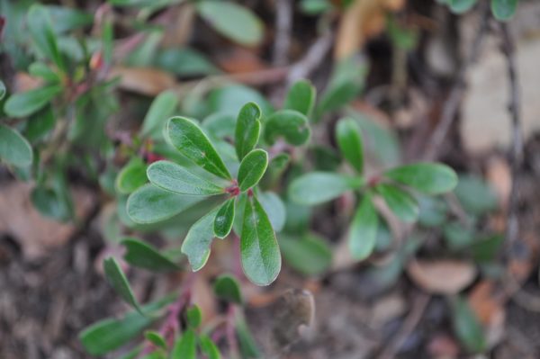 Arctostaphylos uva-ursi ‘Vancouver Jade’ close-up of the short stems with dark green foliage.