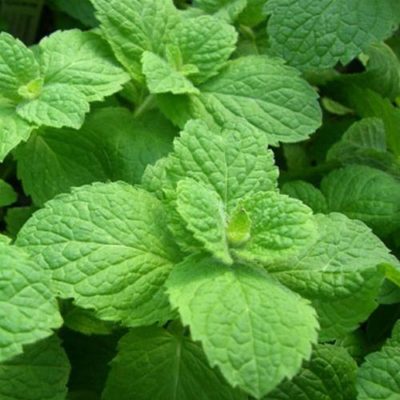 Mentha suaveolens ‘Apple Mint’ displays rounded, hairy bright green foliage with wonder aromatics.