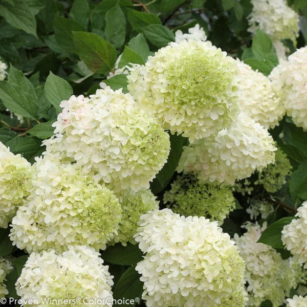 Limelight® panicle hydrangea cluster of large whitish-green flowers in summer