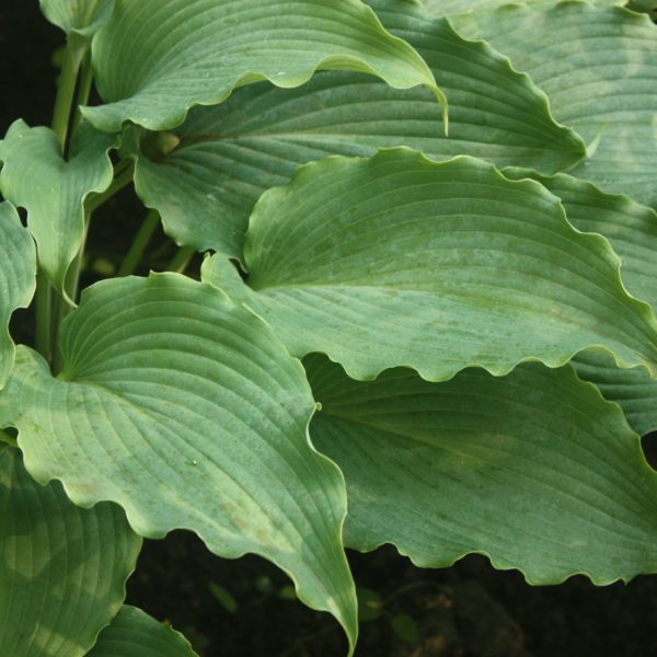 Hosta ‘Neptune’ close-up of narrow, blue-green leaves that exhibit prominent veining. Photo courtesy of Walters Gardens, Inc.