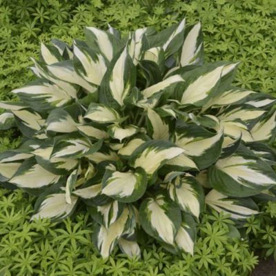 Hosta ‘Loyalist’ mature plant with a striking foliage of large, variegated leaves with pure white centres and green margins. Photo courtesy of Walters Gardens, Inc.