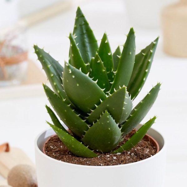 Aloe mitriformis potted plant with succulent, green leaves with small teeth around the margin.