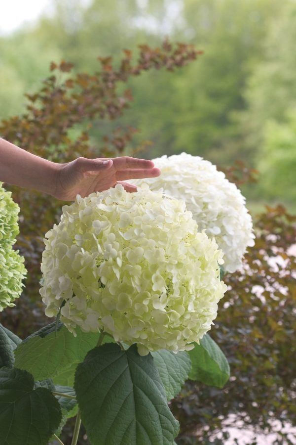 Smooth Incrediball® hydrangea close-up of big, round white flowers