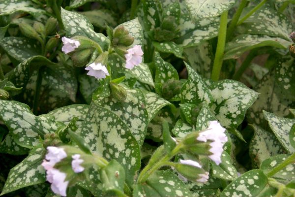 Pulmonaria ‘Moonshine’ close-up of plant in bloom with the foliage speckled with light, pale blue flowers. Photo  courtesy of TERRA NOVA® Nurseries, Inc. www.terranovanurseries.com