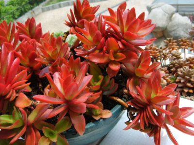 Crassula capitella ‘Campfire’ vibrant in multicolour, the propeller-shaped, succulent leaves are lime green at the bottom and blood red at the tips. Photo courtesy of World of Succulents.
