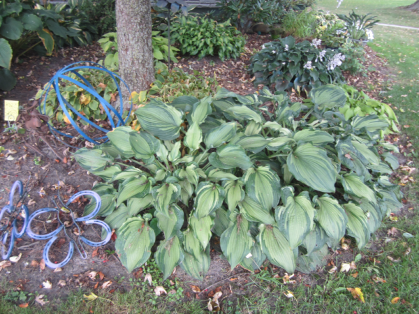Hosta ‘Guardian Angel’ plants forming border in a garden. Some plants have produced pale lavender flowers on scapes extending above the bluish-green foliage variegated with more off-white centres.