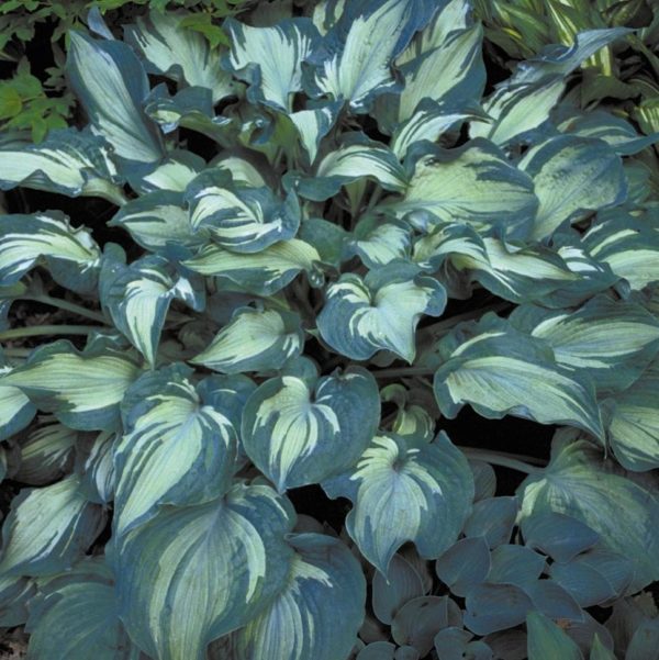 Hosta ‘Guardian Angel’ large mound of deeply blue shaded, variegated foliage with creamy white centres. Photo courtesy of Walter’s Gardens, Inc.