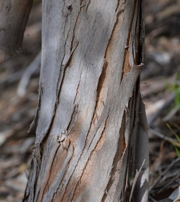 Eucalyptus neglecta rough, light grey bark near the base of the trunk.