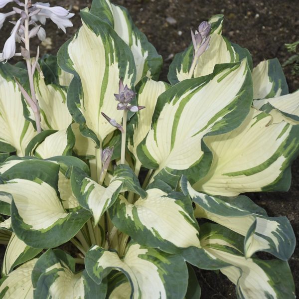 Hosta ‘Hans’ close-up of the beautifully blended variegated foliage. Leaves emerge with a pure to cream white centre and wide green margins, with a slight blending between. Photo courtesy of Walters Gardens, Inc.