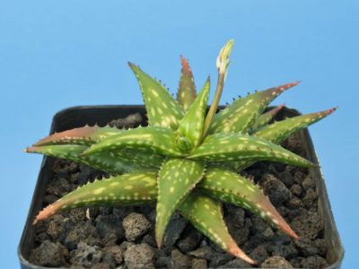 Aloe jucunda with bright green foliage consisting of green, succulent leaves with toothed margins that are reddish-brown. Photo courtesy of World of Succulents.