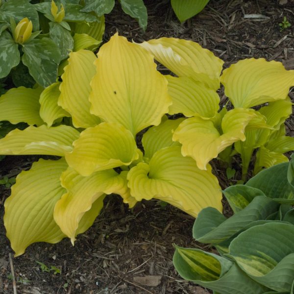 Hosta ‘Dancing Queen’ remarkably yellow foliage with mesmerizing veins and pie crust-shaped leaf margins. Habit is large with grandiose leaves. Photo Courtesy of Walters Gardens, Inc