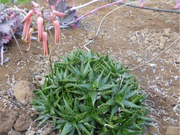 Aloe jucunda planted in garden with a dense green rosette. Photo courtesy of World of Succulents.