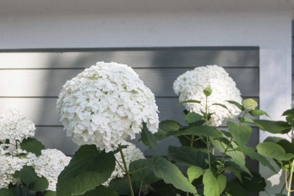 Smooth Incrediball® hydrangea big, round white flowers contrast a charcoal blue house