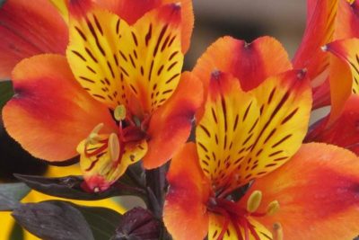 Alstroemeria ‘Indian Summer’ funnel-shaped flowers sport dazzling hues of red and yellow with burnt orange speckled.