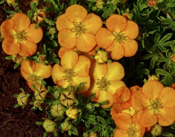 Potentilla Bella Sol® Deep Orange Flowers