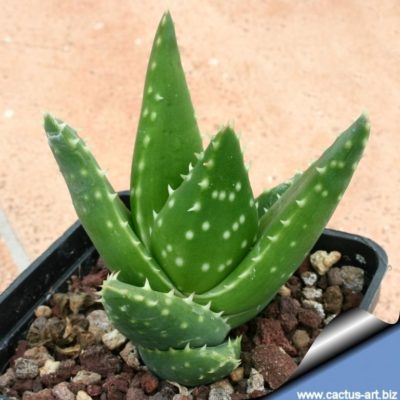 Aloe mitriformis potted plant with smooth, green leaves with cream-coloured surface spots and toothed margin.