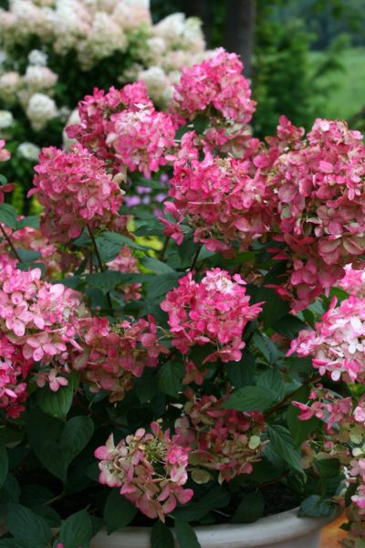 ‘Fire Light®’ panicle hydrangea close-up of large pink flowers