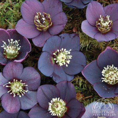 Helleborus Winter Jewels(™) ‘Black Diamond’ close-up of the large, rich, deep purple flowers. Photo courtesy of Heritage Perennials.