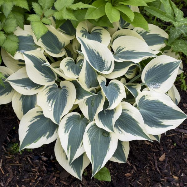 Hosta ‘Blue Ivory’ with leaves of large creamy white margins surrounded dark green centres.  Photo courtesy of Walters Gardens, Inc.