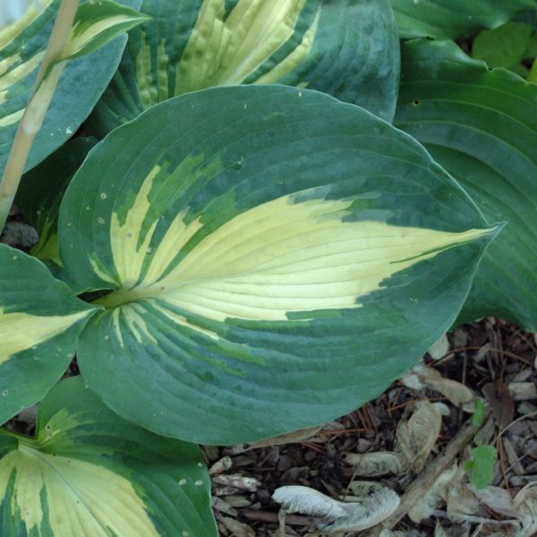Hosta ‘Dream Weaver’ close-up of highly corrugated leaf with a wide blue-green margin and a creamy white centre. Photo courtesy of Walters Gardens, Inc.