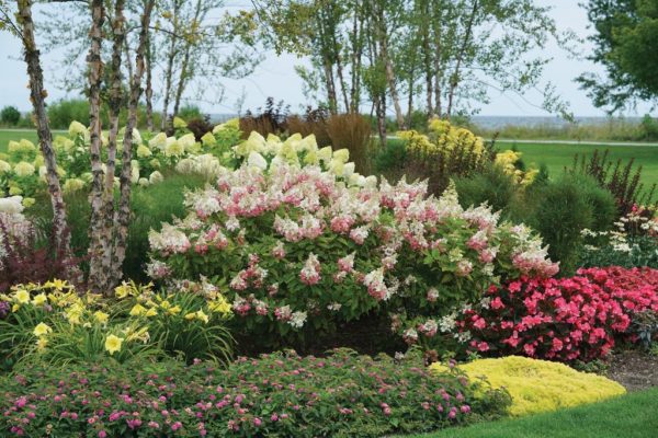 ‘Pinky Winky®’ panicle hydrangea large shrub in garden covered in large, two-tone flowers of pink and white during summer bloom