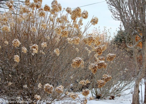 Limelight® panicle hydrangea deadheads after a snowfall