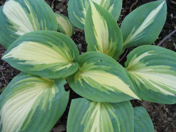 Hosta ‘High Society’ small, mounded habit with lobed leaves variegated with small, rich-yellow centres and unusually wide blue-green edges. Photo courtesy of Missouri Botanical Garden.