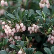 Arctostaphylos uva-ursi ‘Vancouver Jade’ close-up of the delicate clusters of light pink, bell-shaped flowers.
