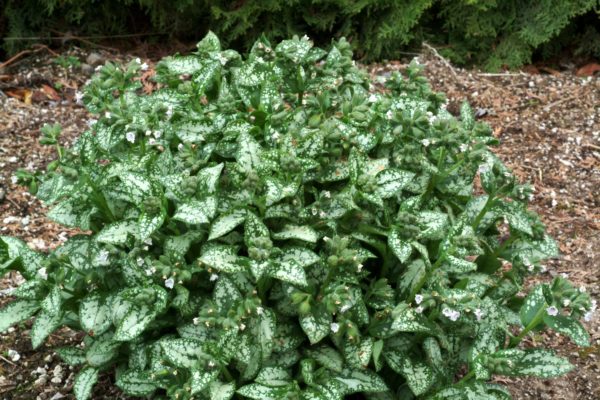 Pulmonaria ‘Moonshine’ young but foliose shrub with a compact, mounded appearance and foliage that’s just begun to silver. Photo  courtesy of TERRA NOVA® Nurseries, Inc. www.terranovanurseries.com