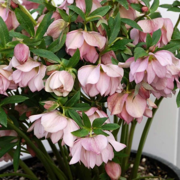 Helleborus Winter Jewels(™) ‘Cotton Candy’ potted plant during mid-bloom, decorated with large, light pink blossoms. Photo courtesy of Terra Nova Nurseries®.