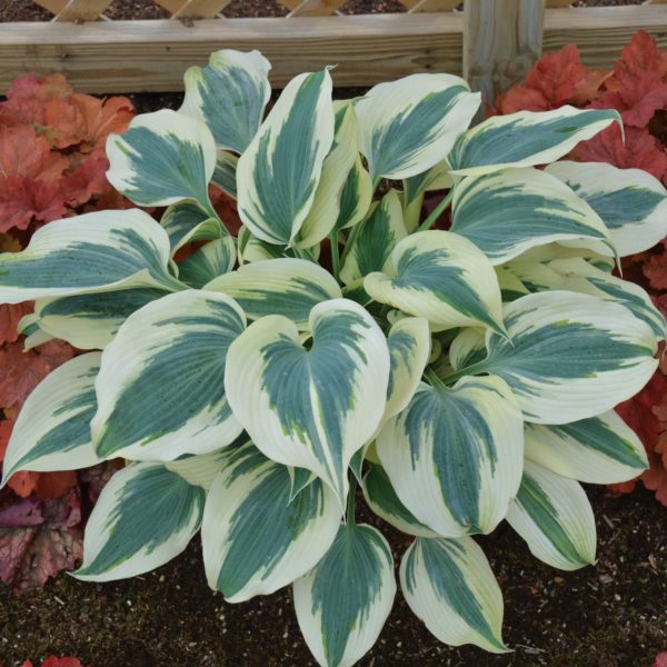 Hosta ‘Blue Ivory’ plant used in landscape with variegated creamy white-green leaves. Photo courtesy of Walters Gardens, Inc.