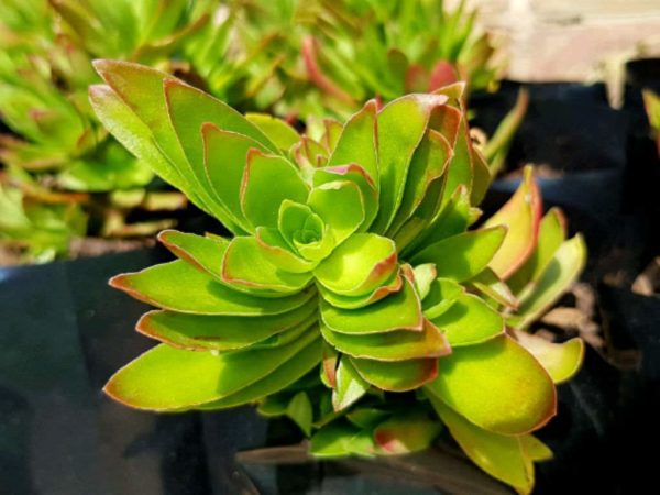 Crassula capitella ‘Campfire’ young foliage with colour predominantly lime green and hints of red at some tips.