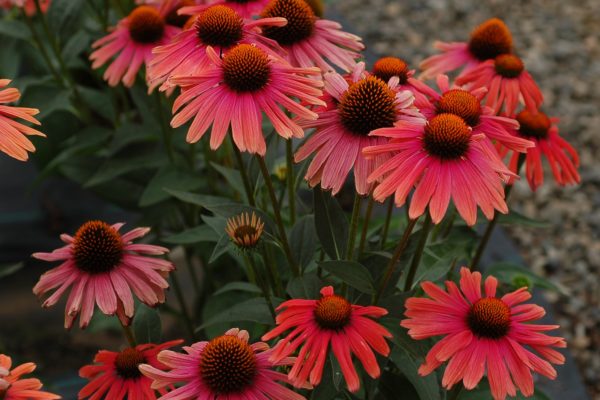 Echinacea ‘Mama Mia’ showcasing a bloom of extra large multi shade coneflowers that have pink to coral and salmon.  Photo(s) courtesy of TERRA NOVA® Nurseries, Inc., www.terranovanurseries.com