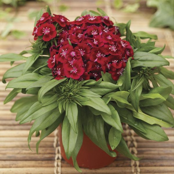 Dianthus barbatus ‘Barbarini™ Red’ potted plant showcasing the magenta blooms atop the narrow, compact, deep green foliage.