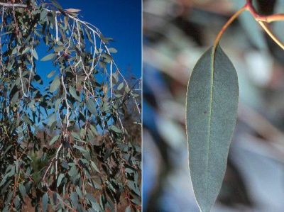 Eucalyptus urnigera showing foliage habit and pale blue juvenile leaves.  Photo courtesy of Oregon State University.