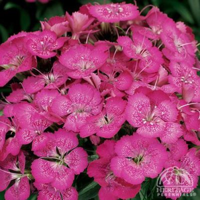 Dianthus barbatus F1 ‘Barbarini™ Rose’ full bloom of lightly fragrant, rose-pink fringed flowers. Photo courtesy of Heritage Perennials.
