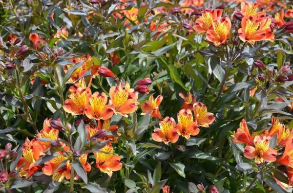 Alstroemeria ‘Indian Summer’ bloom of stunning multi-shade (red to yellow) flowers on low, mounding green-bronze foliage.