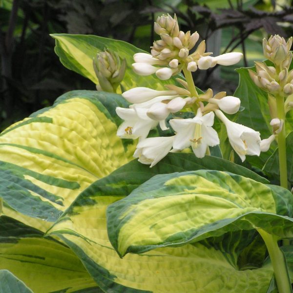 Hosta ‘Great Expectations’ a scape holding up delicate, near-white bellflowers held above the striking variegated foliage with golden centres and deep blue-green margins. Photo courtesy of Walters Gardens, Inc.