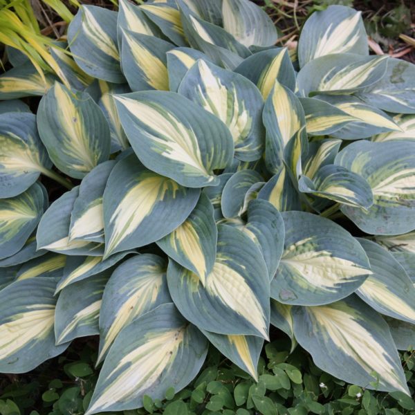 Hosta ‘High Society’ foliage of broad-ovate, lobed leaves with striking and high contrast variegation; a creamy yellow centre is enveloped by wide margins of dark blue-green. Photo courtesy of Walters Gardens, Inc.