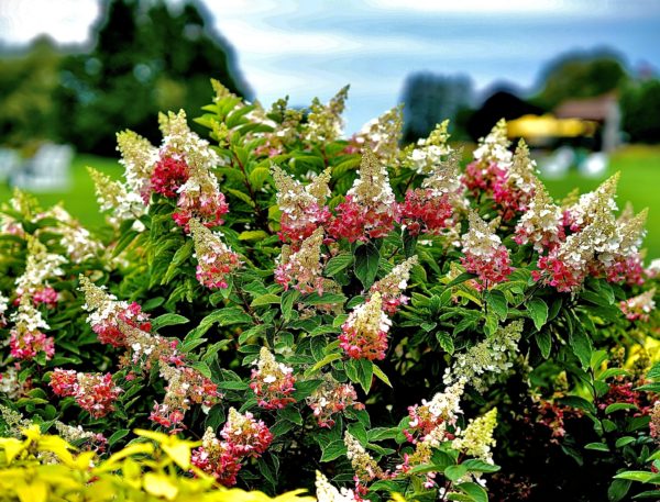 ‘Pinky Winky®’ panicle hydrangea shrub in landscape covered in large two-tone flowers of pink and white