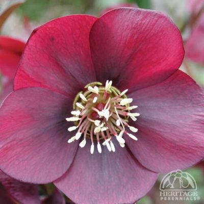 Helleborus Winter Jewels(™) ‘Ruby Wine’ close-up of the stunning, deeply wine red, single flower. Photo courtesy of Heritage Perennials.