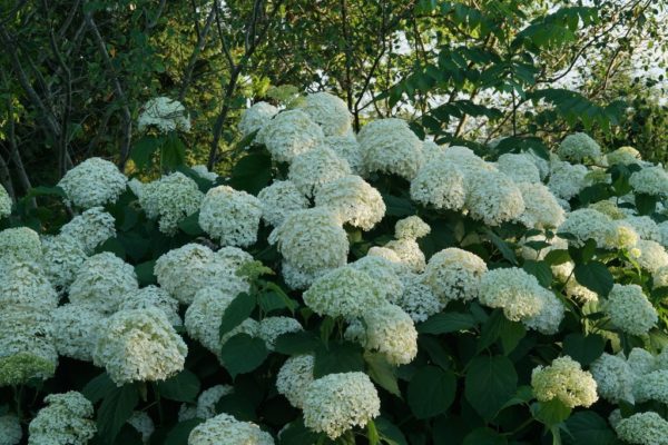 Smooth Incrediball® hydrangea giant bush of large, round white flowers