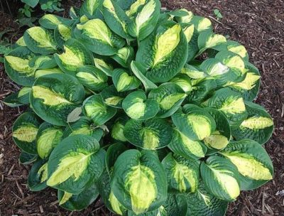 Hosta ‘Warwick Comet’ plant with variegated foliage with dulling golden centres and deep green margins. Photo courtesy of Josh Spece.