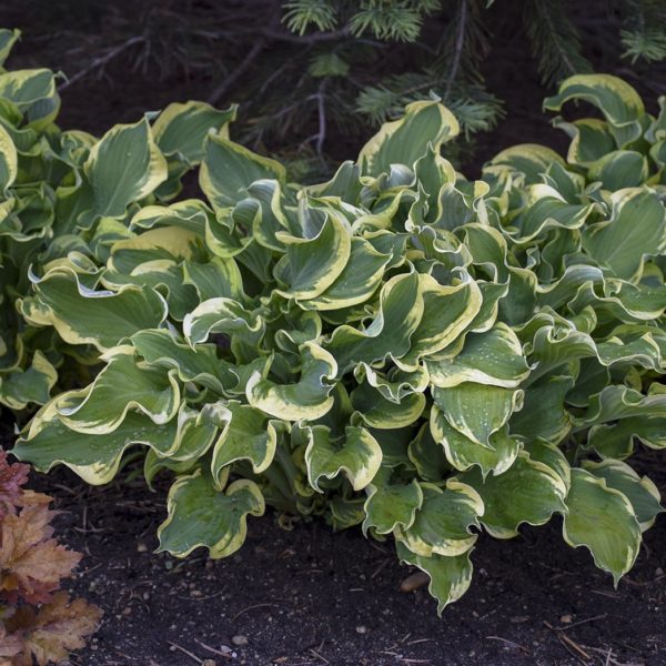 Hosta ‘Wheee!’ beautiful variegated foliage of moody green leaves with crisp, irregular yellow margins. The leaves take on a natural wavy look. Photo courtesy of Walters Gardens, Inc.