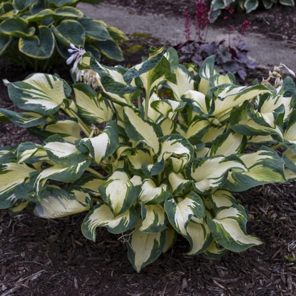 Hosta ‘Hans’ plant in garden during summer bloom of pale lavender flowers that are held above the variegated foliage. Photo courtesy of Walters Gardens, Inc.